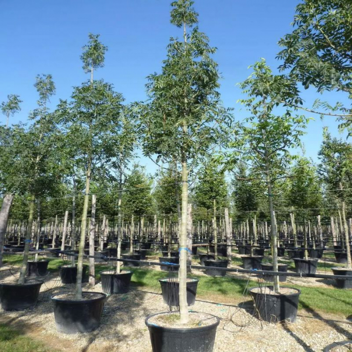 Fraxinus excelsior Zolla - alto fusto - Frasin european în balot - pe trunchi înalt [3]