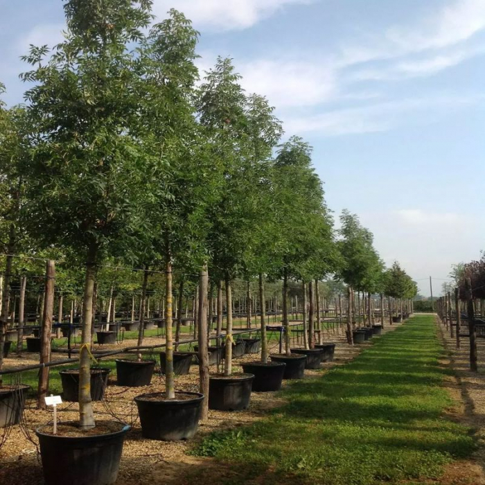 Fraxinus excelsior - Frasin european [2]
