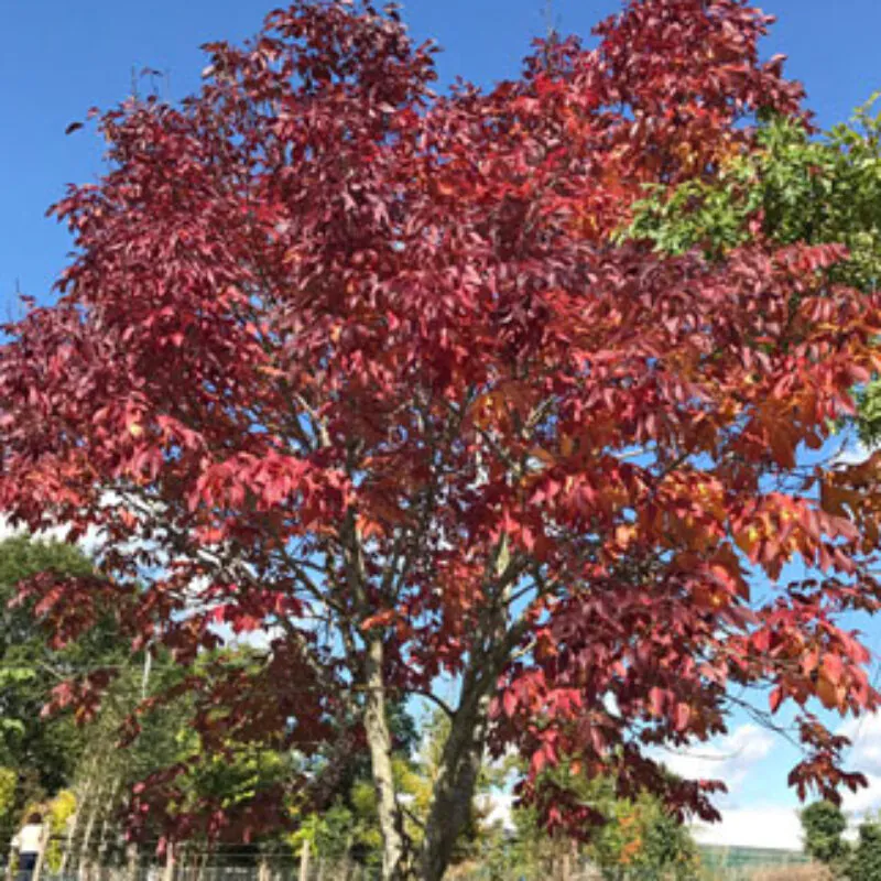 Fraxinus excelsior - Frasin european [3]