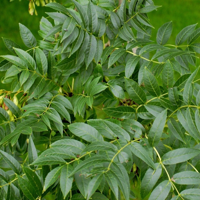 Fraxinus excelsior Zolla - alto fusto - Frasin european în balot - pe trunchi înalt [1]