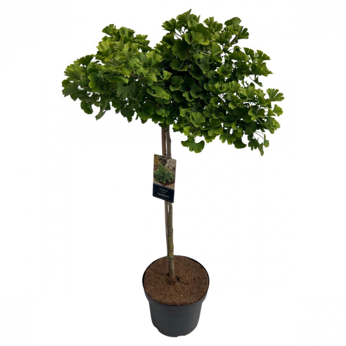 Ginkgo biloba 'Mariken' - Arborele pagodelor 'Mariken' [3]