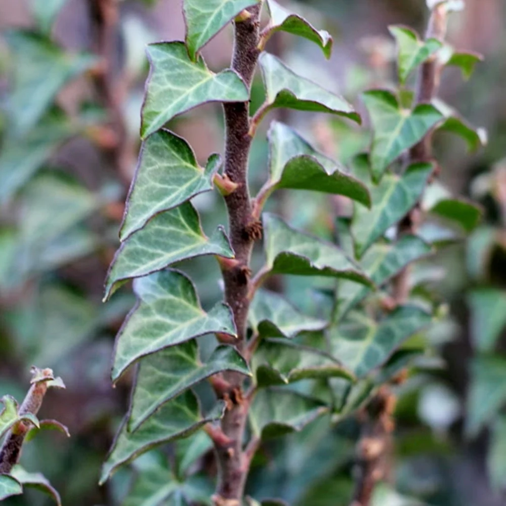 Hedera helix 'Elegantissima' - Iederă englezească elegantissima [2]