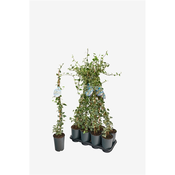 Hedera helix 'Elegantissima' - Iederă englezească elegantissima [3]
