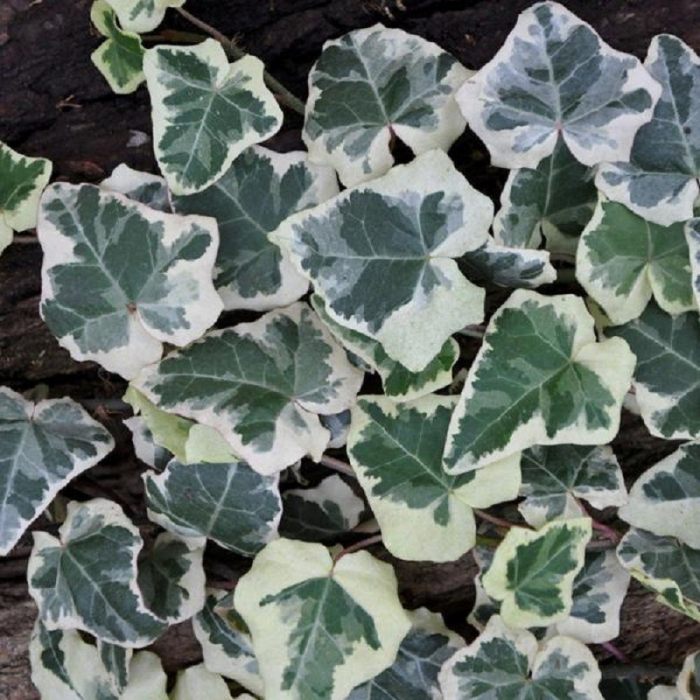 Hedera helix 'Elegantissima' - Iederă englezească elegantissima [1]