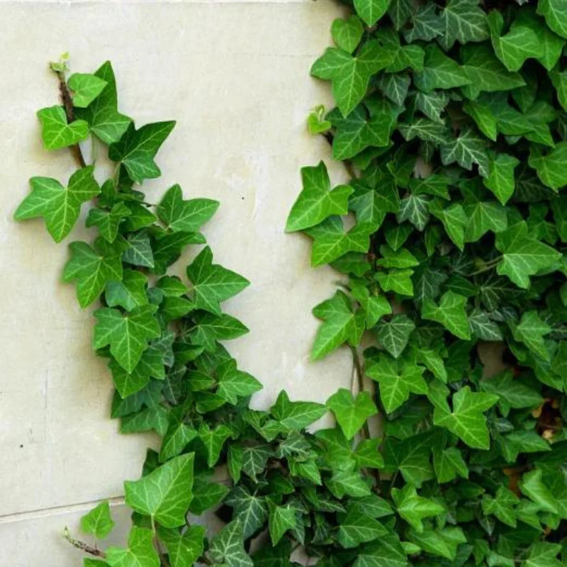 Hedera helix- Iedera englezească [1]