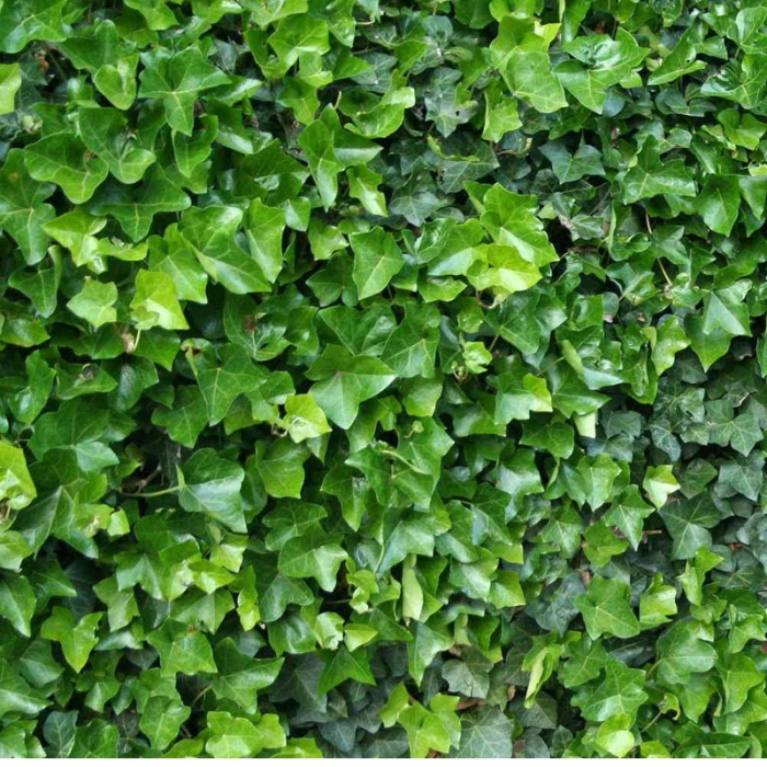 Hedera helix- Iedera englezească [2]