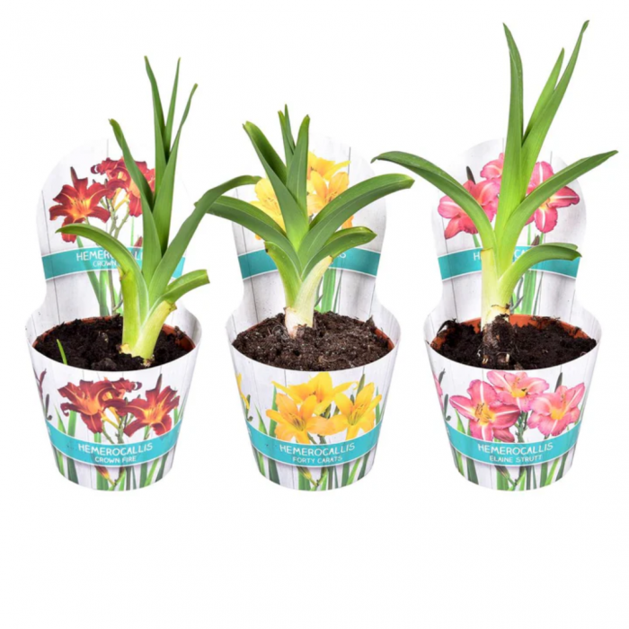 Hemerocallis mix - Crin de zi [3]