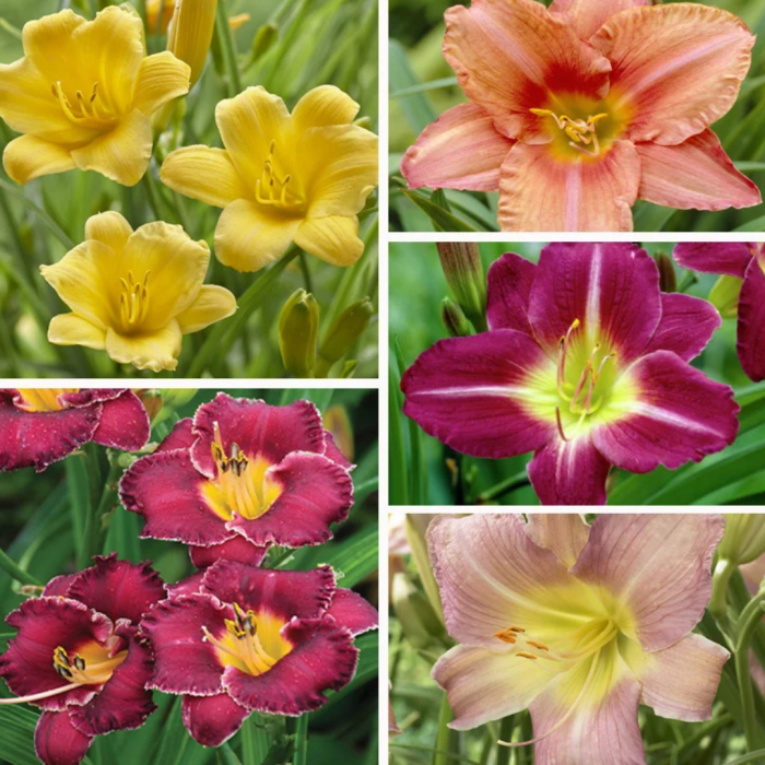 Hemerocallis mix - Crin de zi [2]
