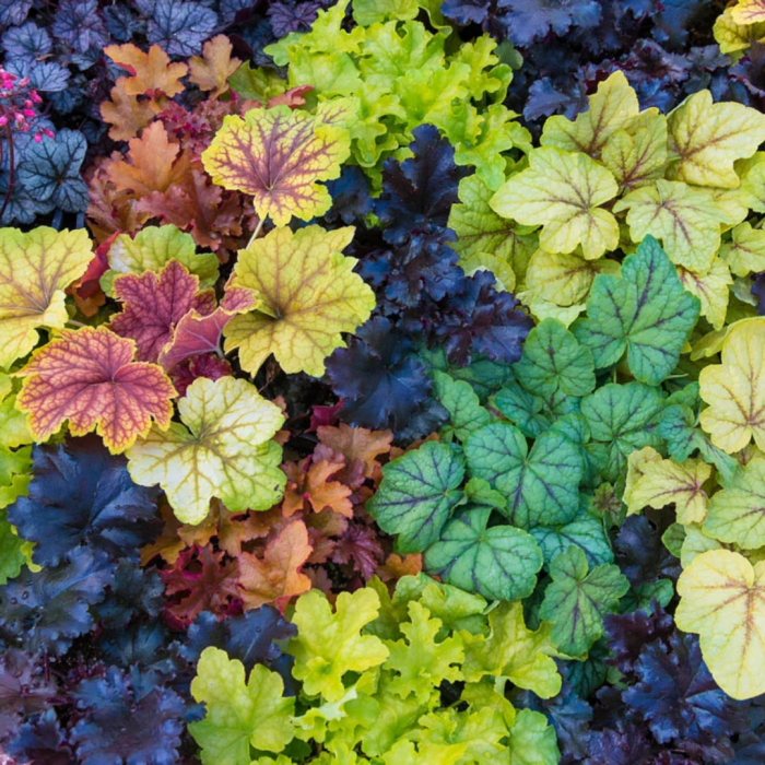 Heuchera mix - Clopoței de coral [2]