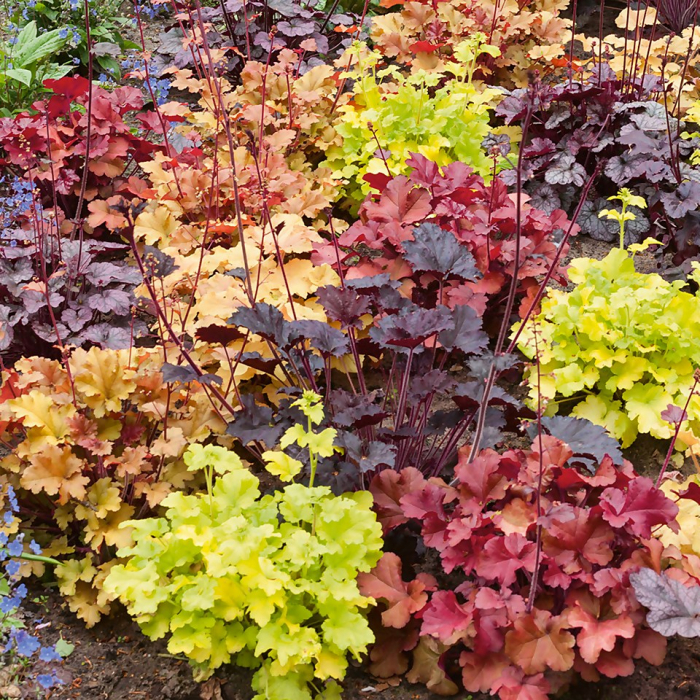 Heuchera mix - Clopoței de coral [1]