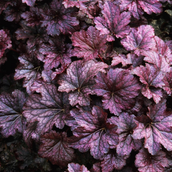 Heuchera palace purple - Clopoțel purpuriu [1]