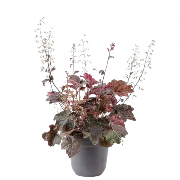 Heuchera palace purple - Clopoțel purpuriu [3]