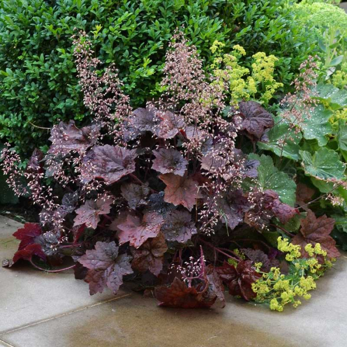Heuchera palace purple - Clopoțel purpuriu [2]