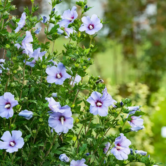 Hibiscus syriacus mix - Trandafir chinezesc [2]