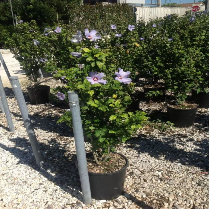 Hibiscus syriacus mix - Trandafir chinezesc [3]
