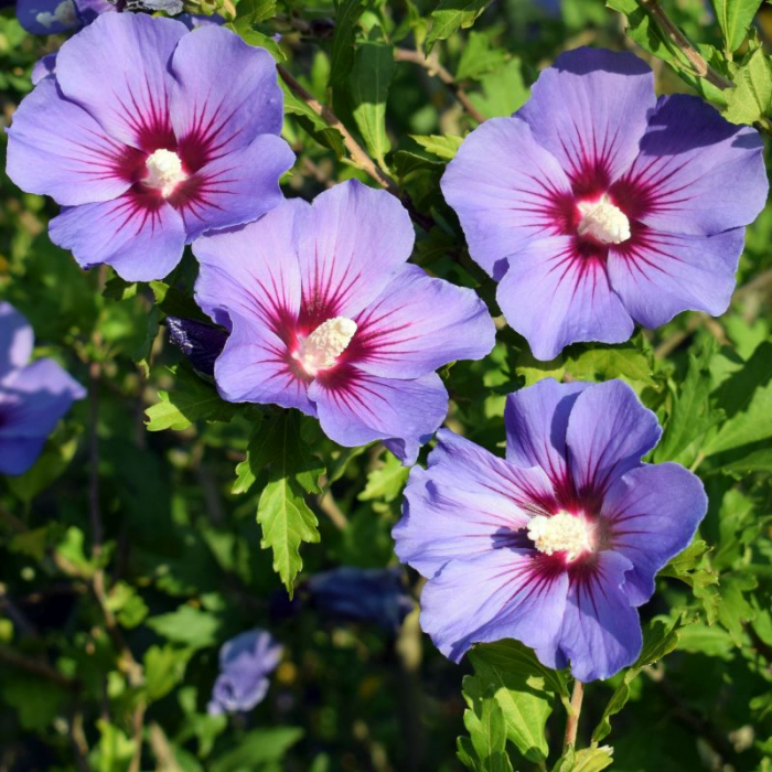 Hibiscus syriacus mix - Trandafir chinezesc [1]