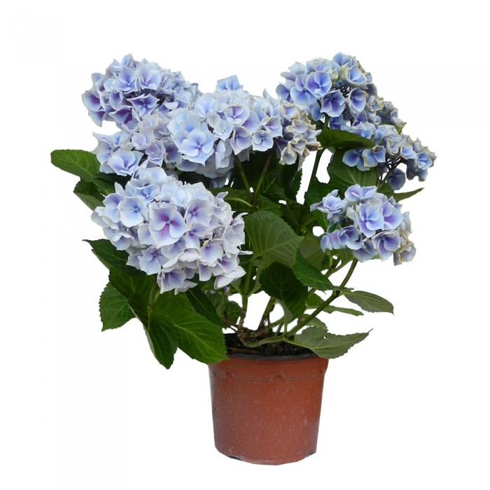 Hortensia hydrangea macrophylla - Hortensie cu frunze mari [2]