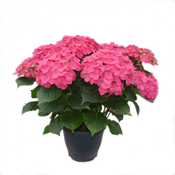 Hortensia hydrangea macrophylla - Hortensie cu frunze mari [4]