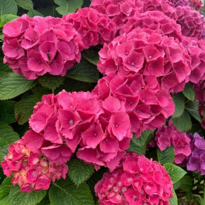 Hortensia hydrangea macrophylla - Hortensie cu frunze mari [3]