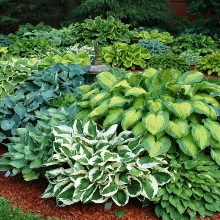 Hosta - Crin de toamnă [1]