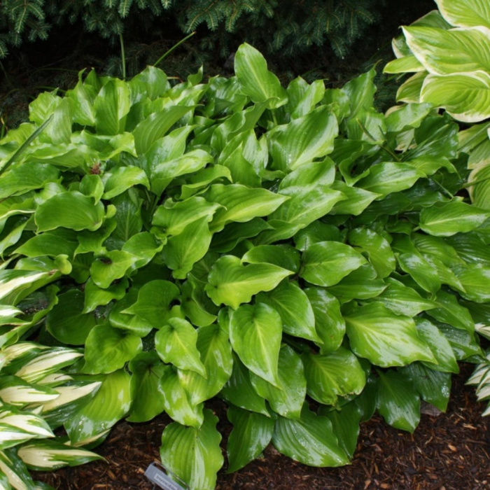 Hosta - Crin de toamnă [3]