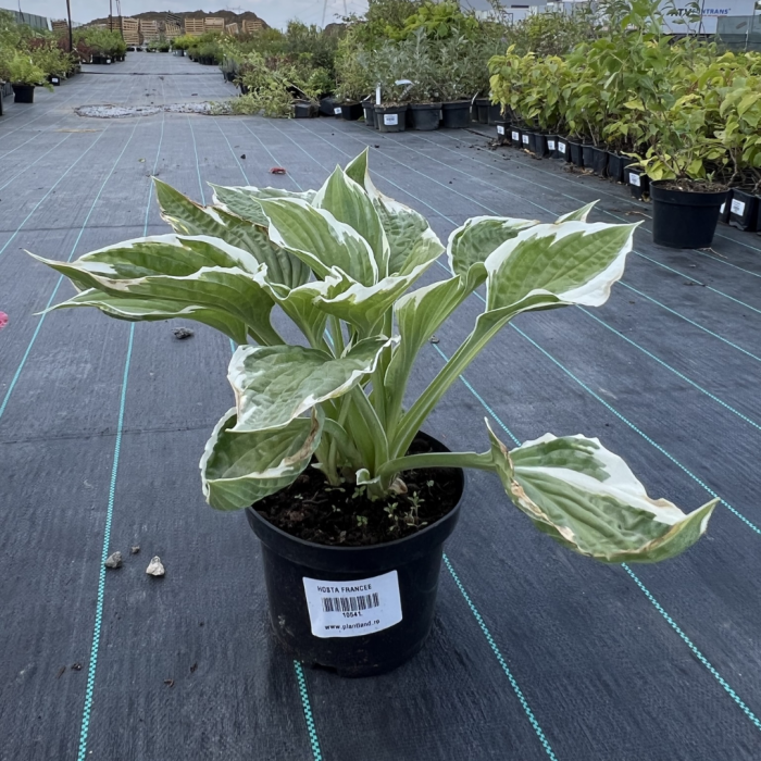 Hosta - Crin de toamnă [4]