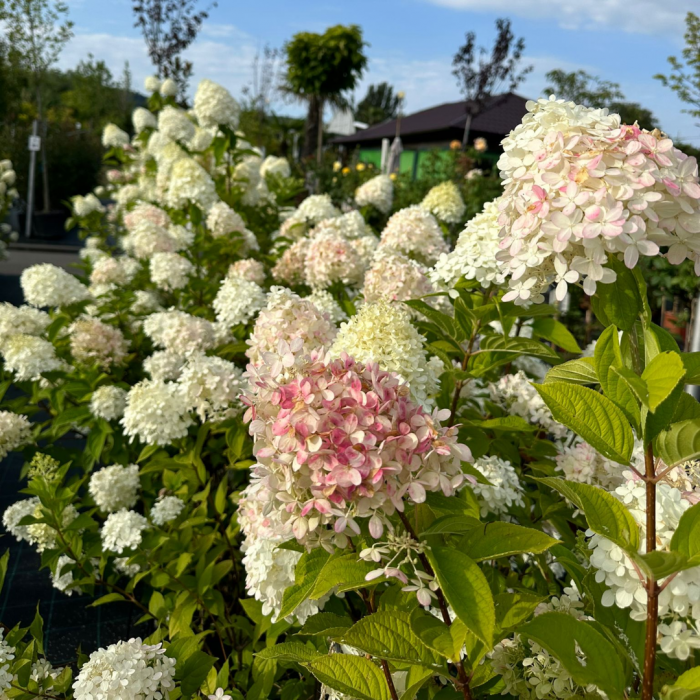 Hydrangea paniculata 'Limelight' - Hortensia 'Limelight' [2]