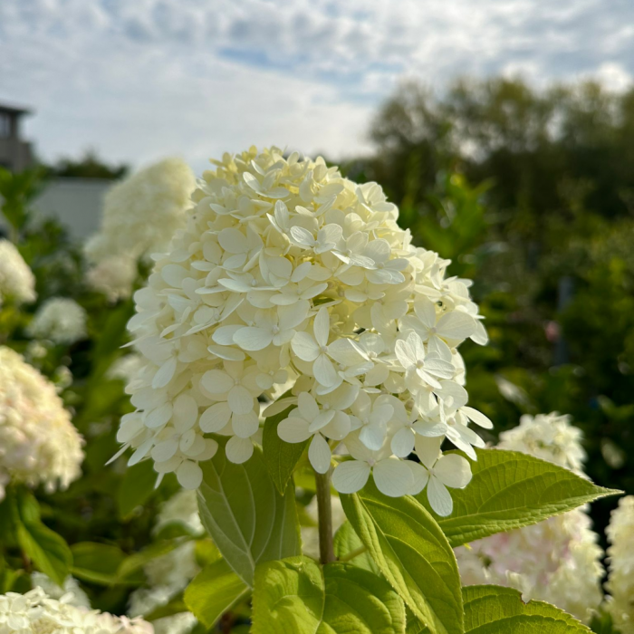 Hydrangea paniculata 'Limelight' - Hortensia 'Limelight' [3]