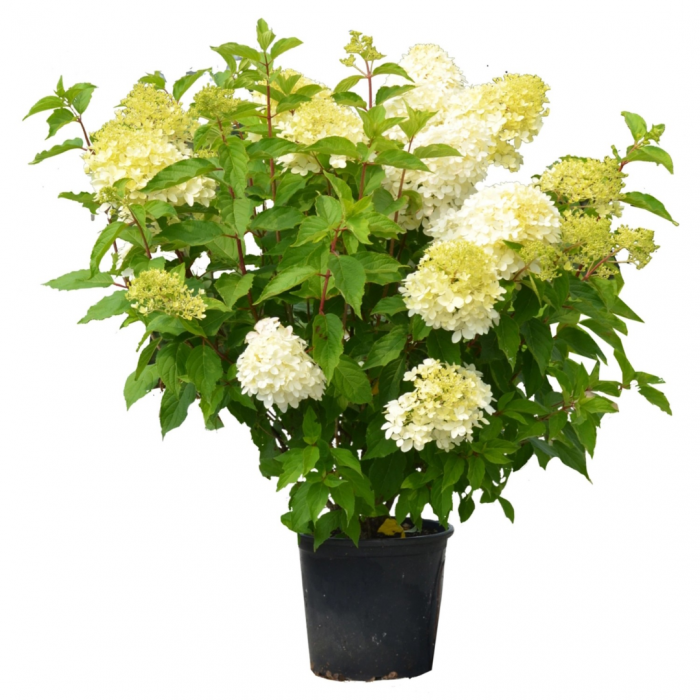 Hydrangea paniculata 'Limelight' - Hortensia 'Limelight' [4]
