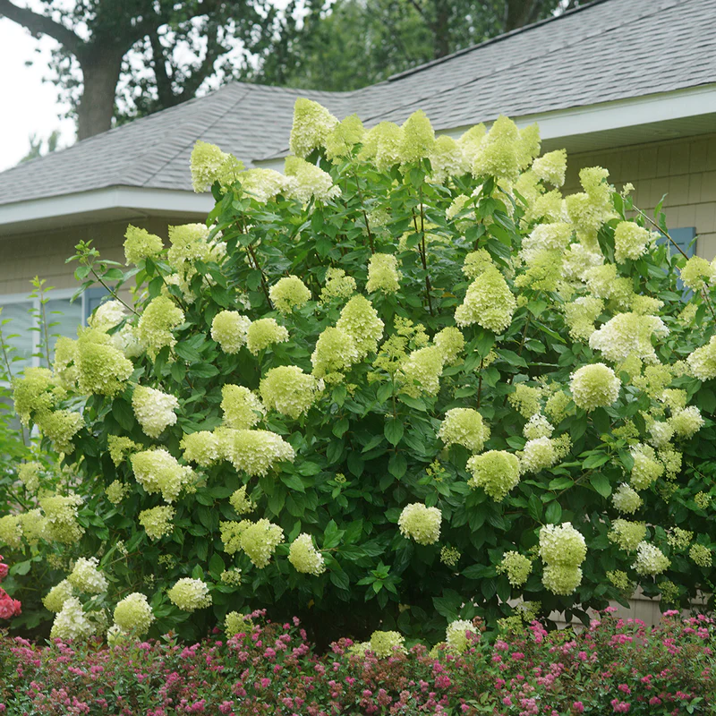 Hydrangea paniculata 'Limelight' - Hortensia 'Limelight' [1]