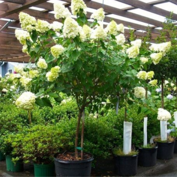 Hydrangea paniculata  mezzo fusto- Hortensie cu panicule -  altoit pe trunchi [3]