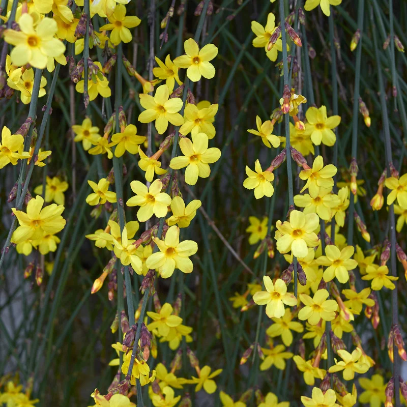 Jasminum nudiflorum - Iasomie de iarnă [1]