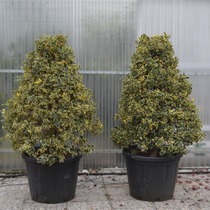 Ilex aquifolium 'Argentea Marginata' - Laur variegat [3]