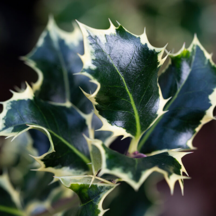 Ilex aquifolium 'Argentea Marginata' - Laur variegat [2]