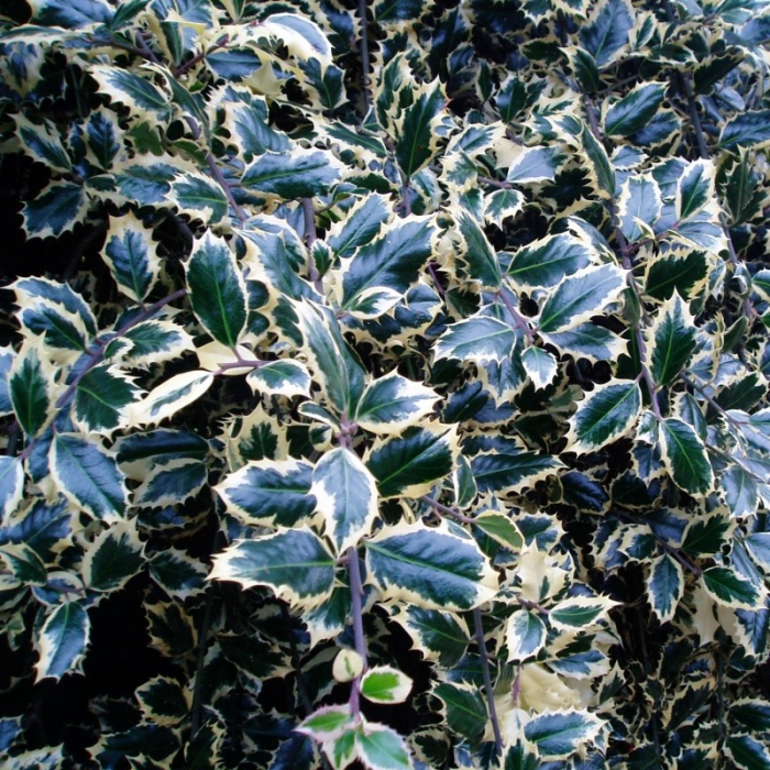 Ilex aquifolium 'Argentea Marginata' - Laur variegat [1]