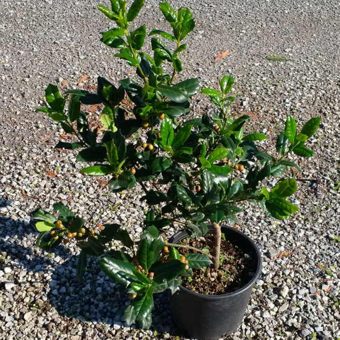 Ilex mutchagara 'Nellie R. Stevens' -  Laur verde cu bobițe roșii [4]
