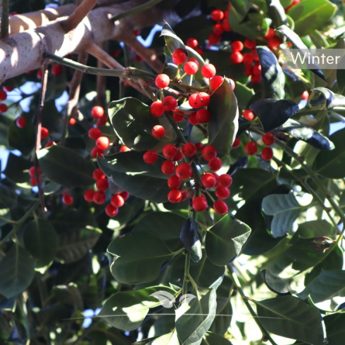 Ilex mutchagara 'Nellie R. Stevens' -  Laur verde cu bobițe roșii [3]