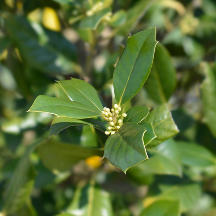 Ilex mutchagara 'Nellie R. Stevens' -  Laur verde cu bobițe roșii [2]