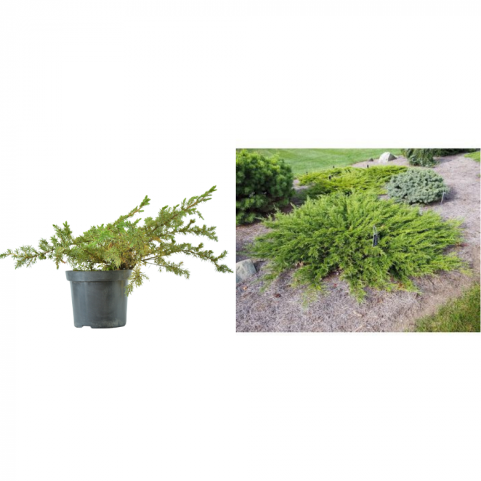 Juniperus conferta  'Schlager' - Ienupăr japonez târâtor 'Schlager' [4]