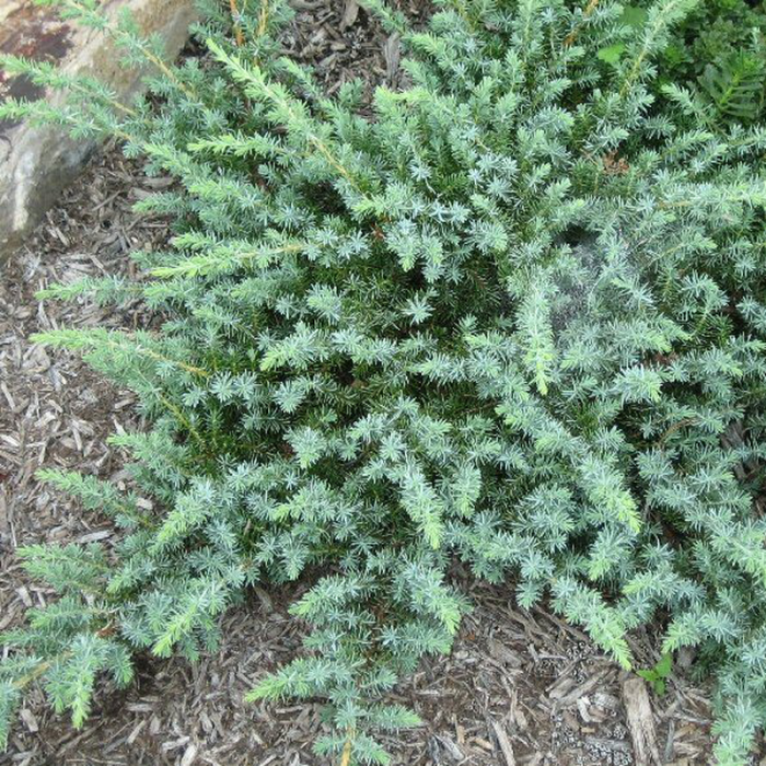 Juniperus conferta  'Schlager' - Ienupăr japonez târâtor 'Schlager' [3]