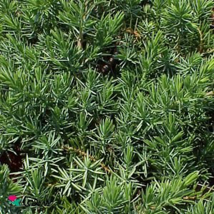 Juniperus conferta  'Schlager' - Ienupăr japonez târâtor 'Schlager' [2]