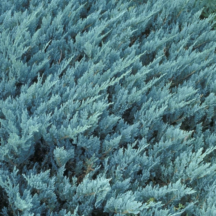Juniperus horizontalis Blue Chip [2]