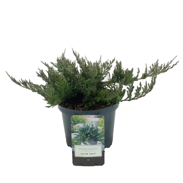 Juniperus horizontalis Blue Chip [3]