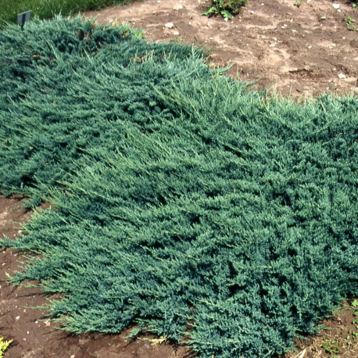Juniperus horizontalis Blue Chip [1]