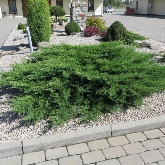 Juniperus horizontalis Prince of Wales [2]