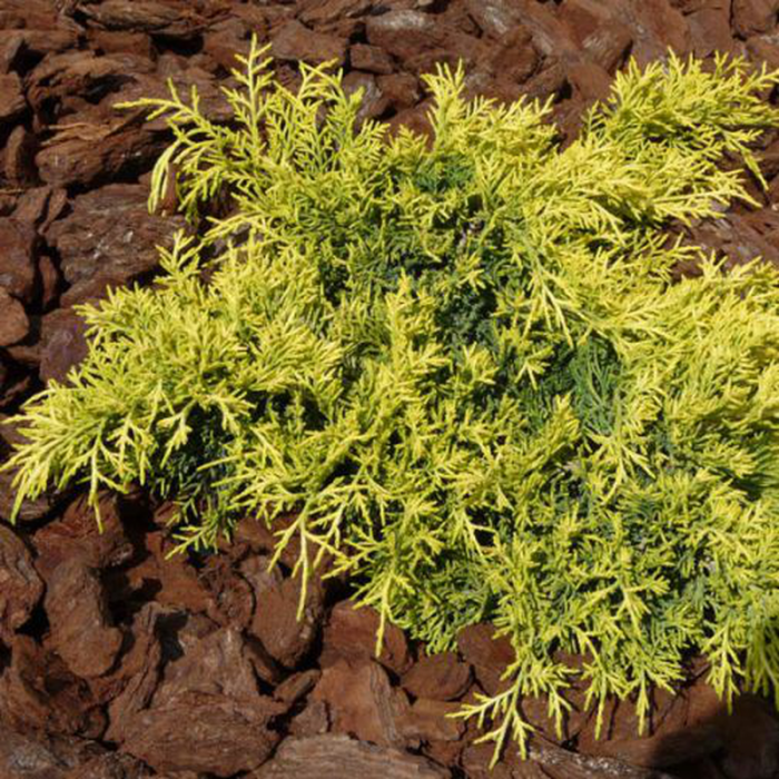 Juniperus in varieta - Ienupăr [3]