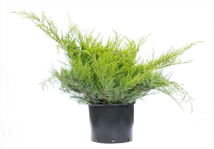 Juniperus in varieta - Ienupăr [1]