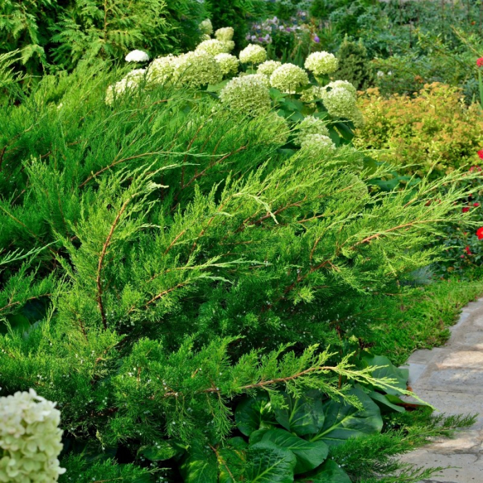 Juniperus  media Mint Julep – Ienupăr târâtor verde [2]