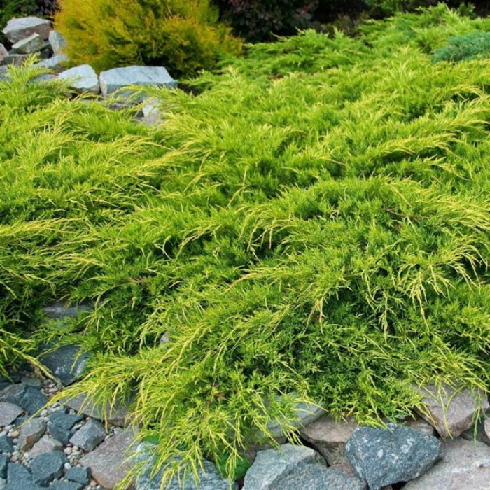 Juniperus media  x Pfitzeriana 'Aurea' – Ienupăr Auriu [2]