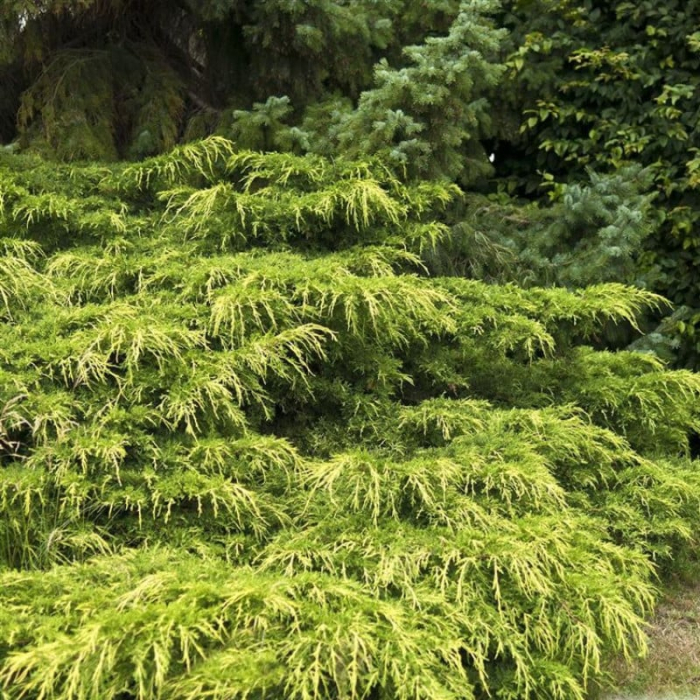 Juniperus x media 'Pfitzeriana Aurea' Mini alberetto – Ienupăr auriu  - altoit pe trunchi [1]